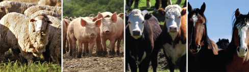 imagen ganado
